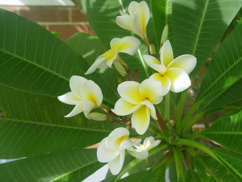 protea-a 012.jpg